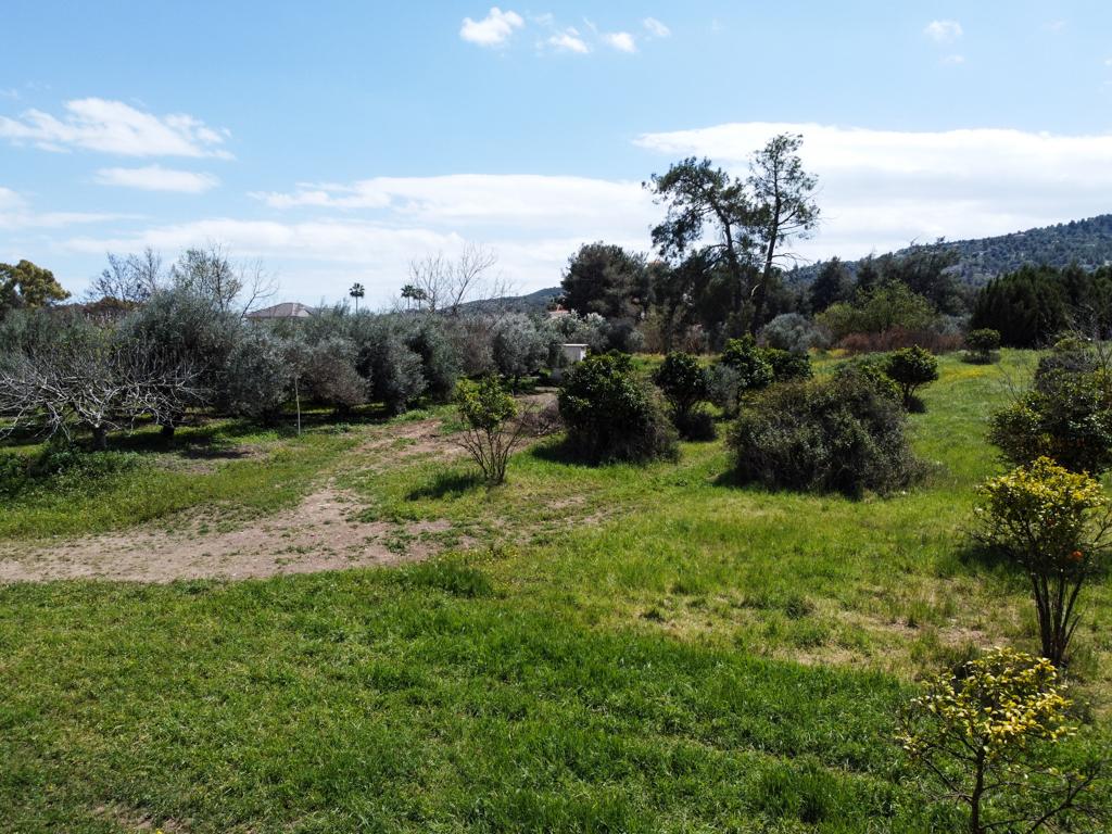 Field-Psevdas-PR14701