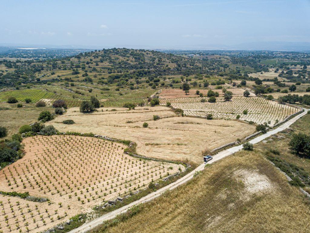 Field - Pachna, Limassol