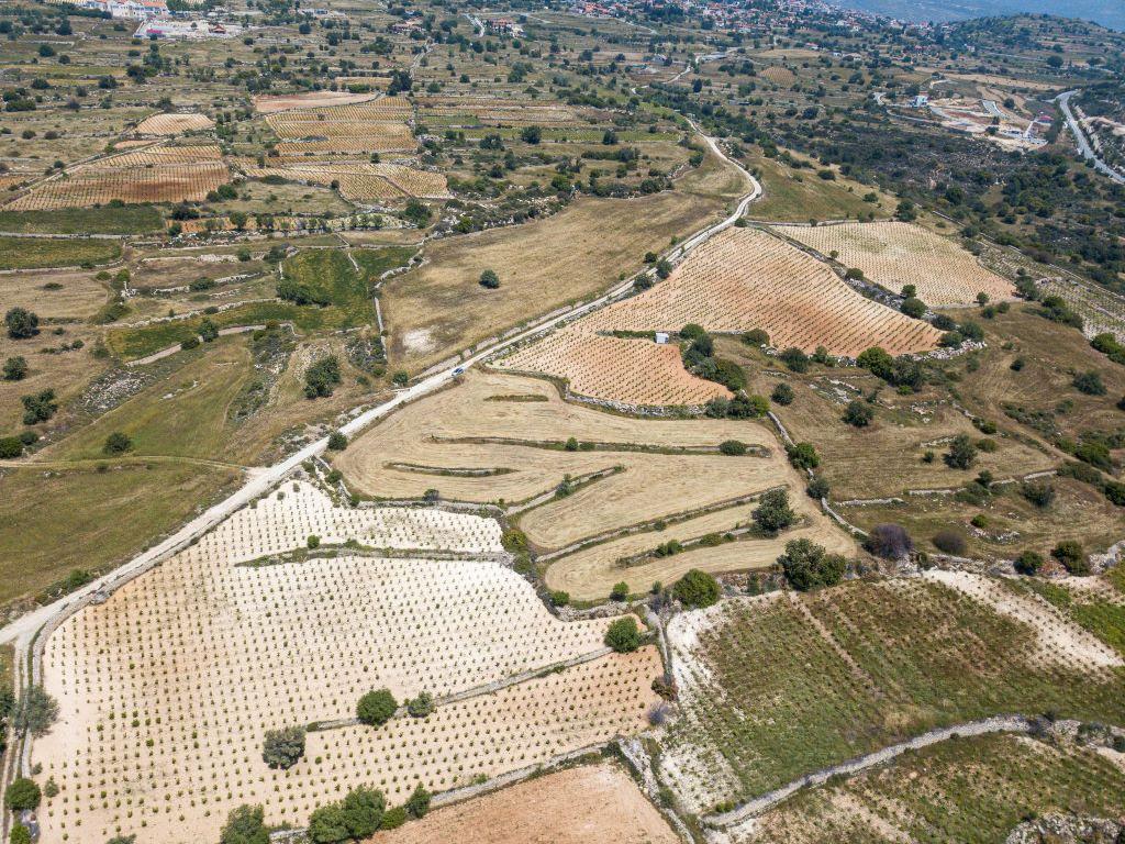 Field - Pachna, Limassol