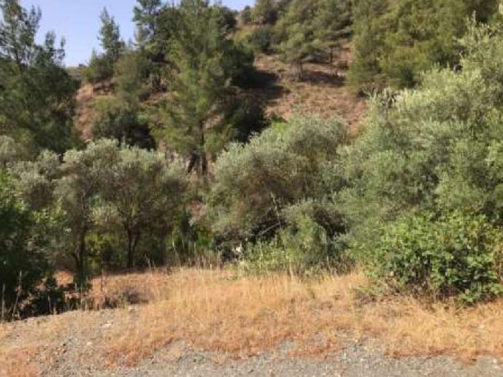 Field-Kalo Chorio-PR36485