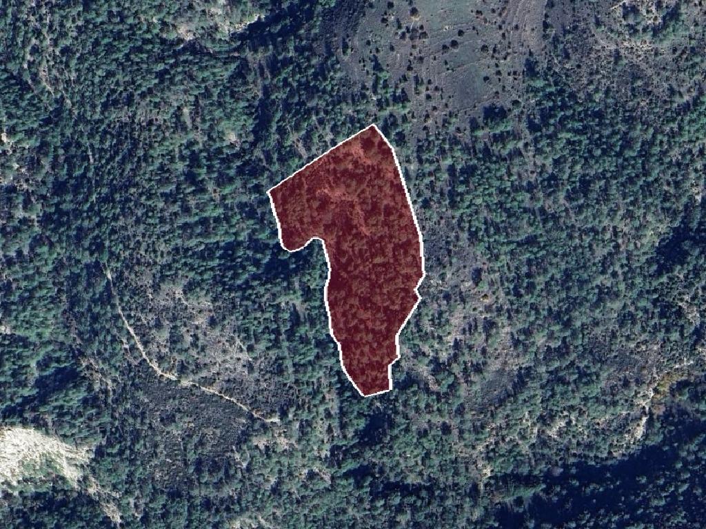 Field-Dora-PR41489
