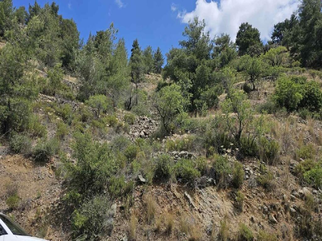 Field-Platanistasa-PR42405