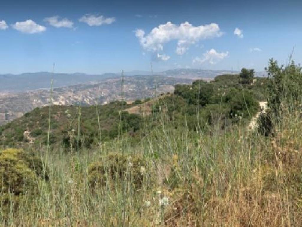 Field-Theletra-PR32772