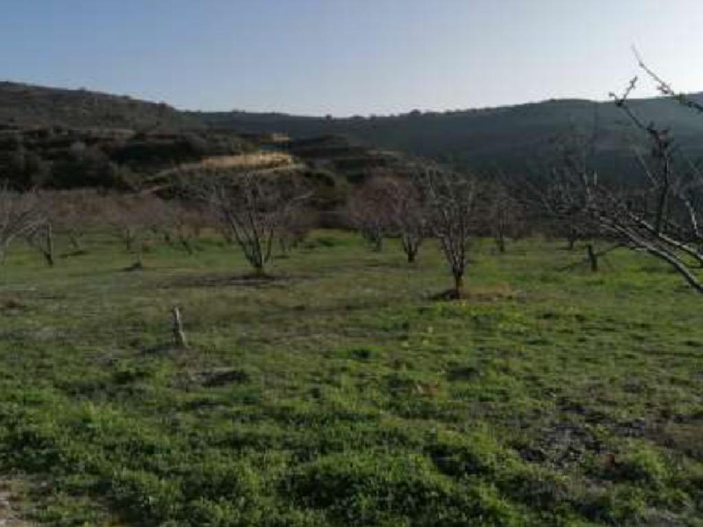 Field - Pachna, Limassol