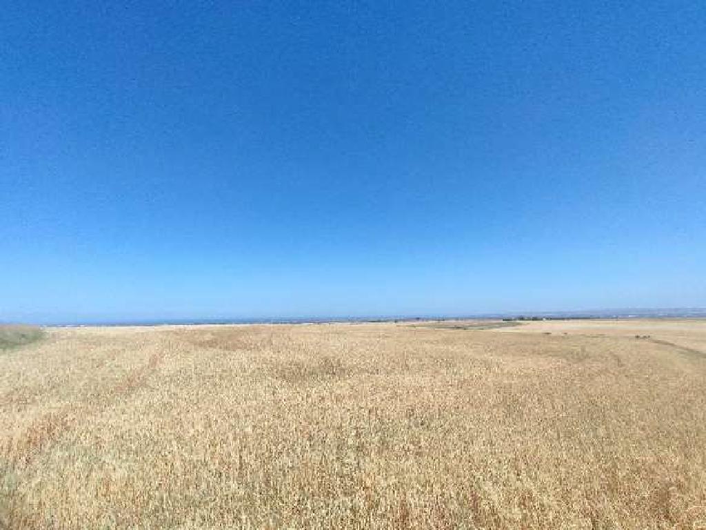 Field - Kato Koutrafas, Nicosia