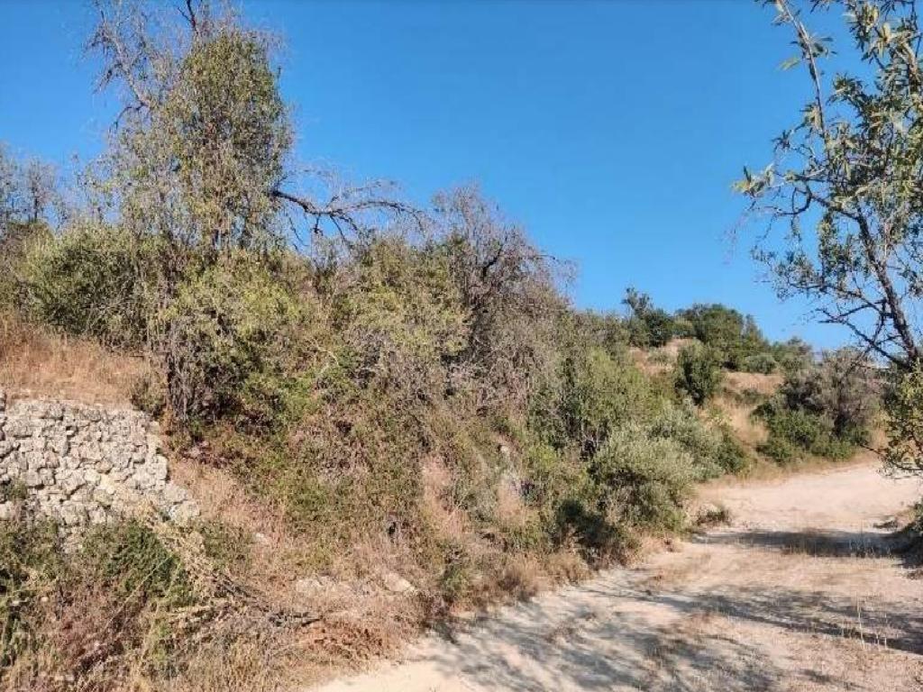 Field-Agios Therapon-PR41992