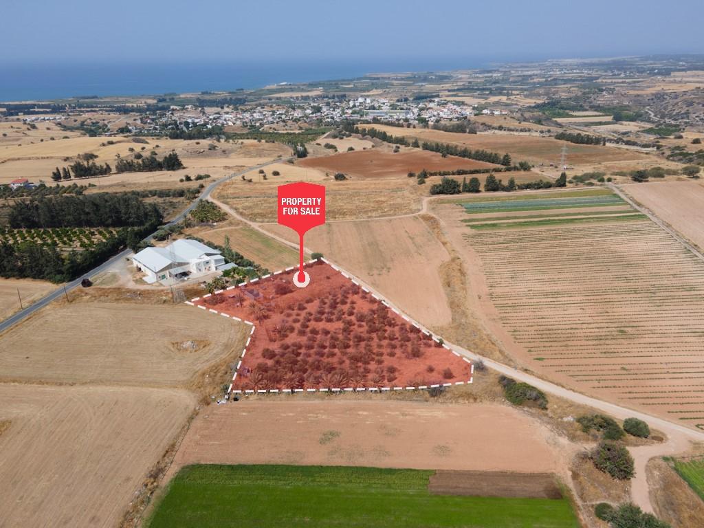 Field - Kouklia, Paphos