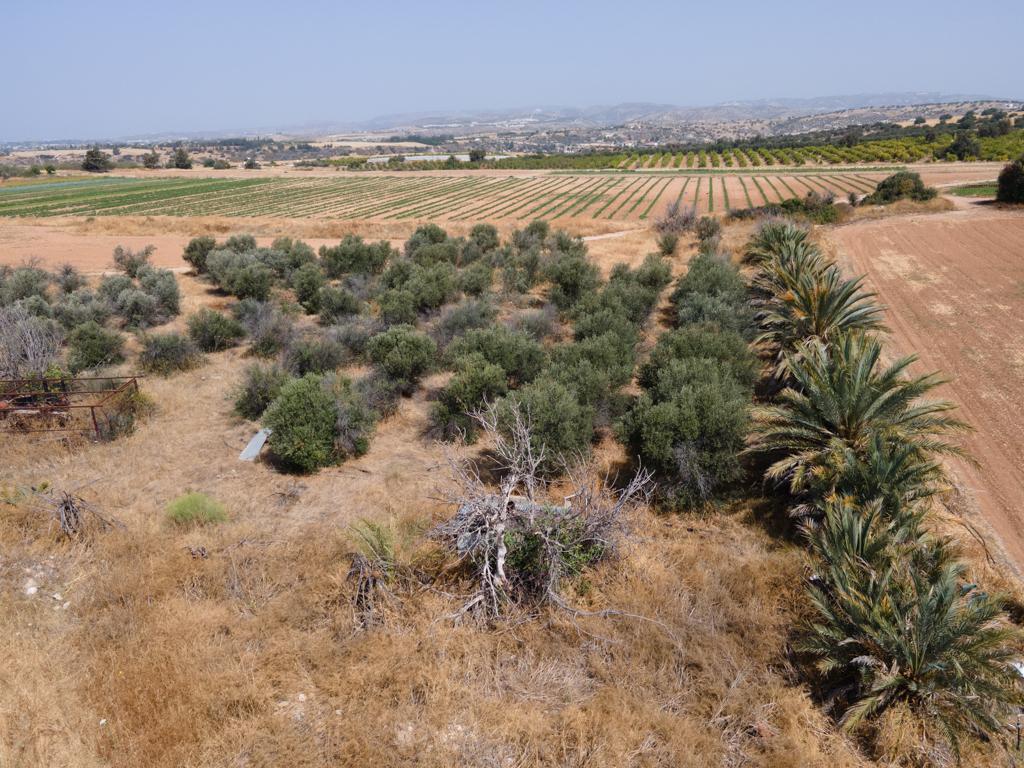 Field-Kouklia-PR15242