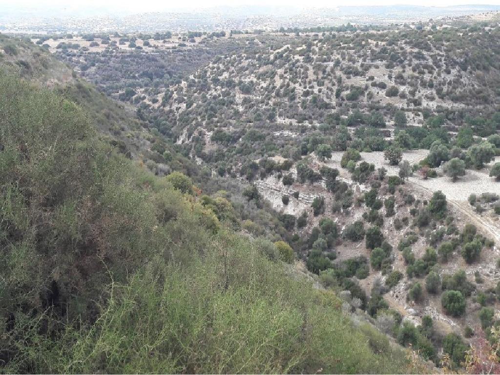 Field-Avdimou-PR32916