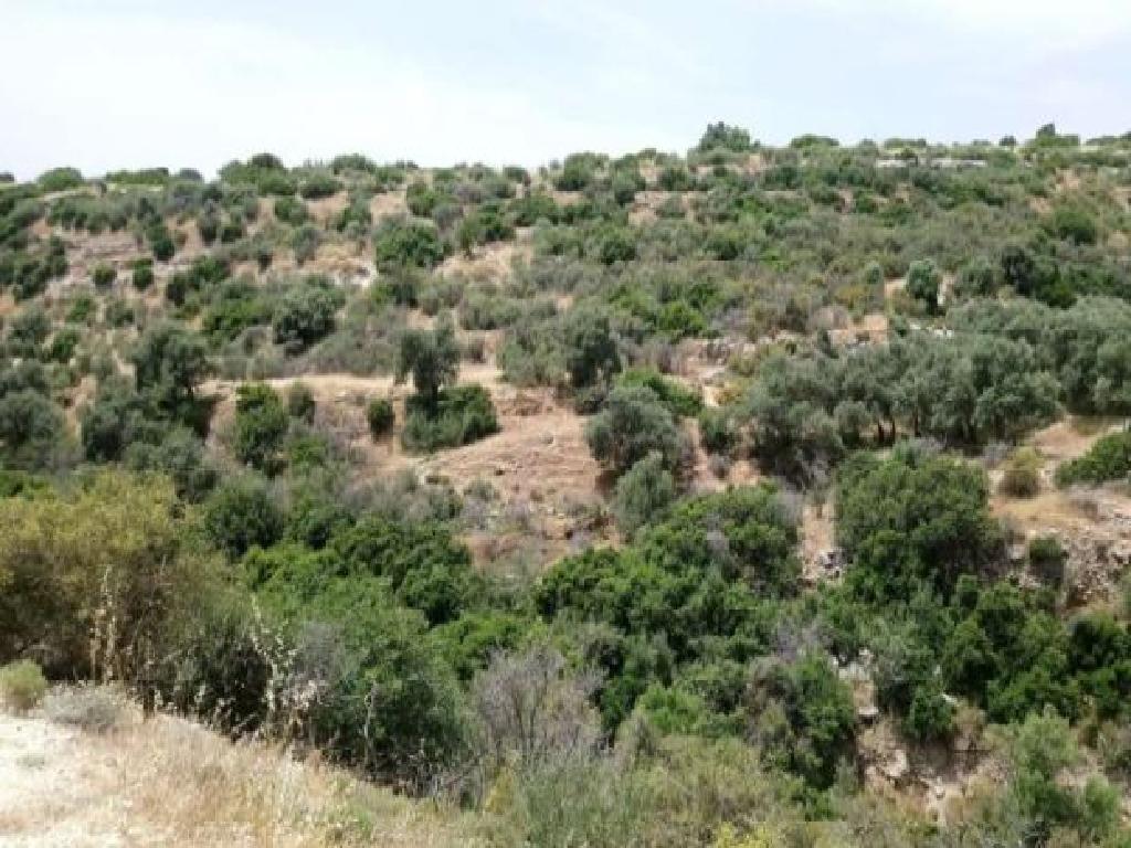 Field-Avdimou-PR32916