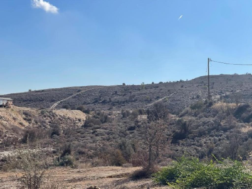 Field-Pera Chorio-PR39329