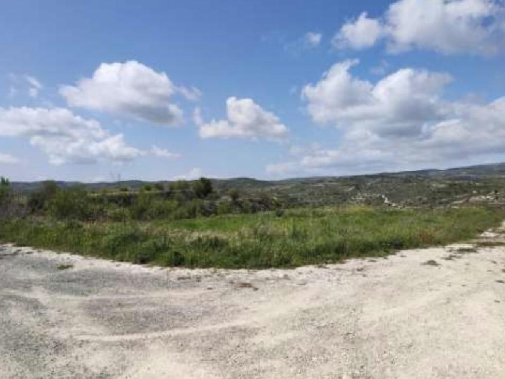 Field-Pachna-PR40316