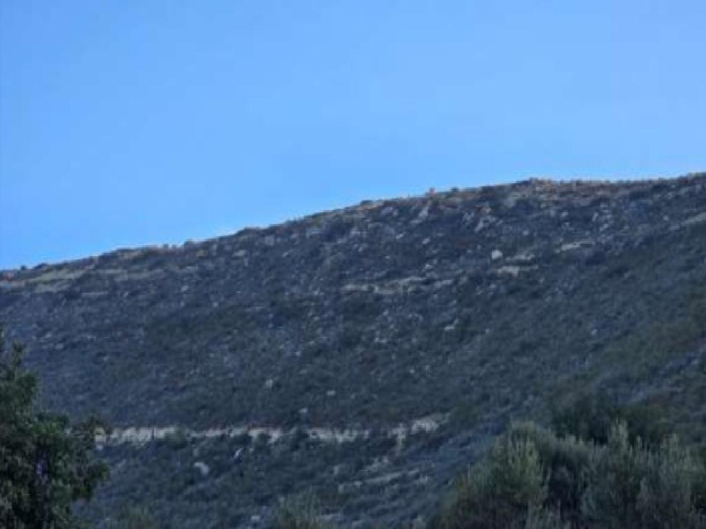 Field-Fasoula-PR43656