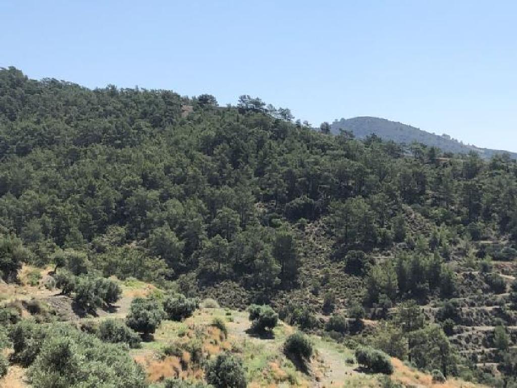 Field-Vavatsinia-PR33584
