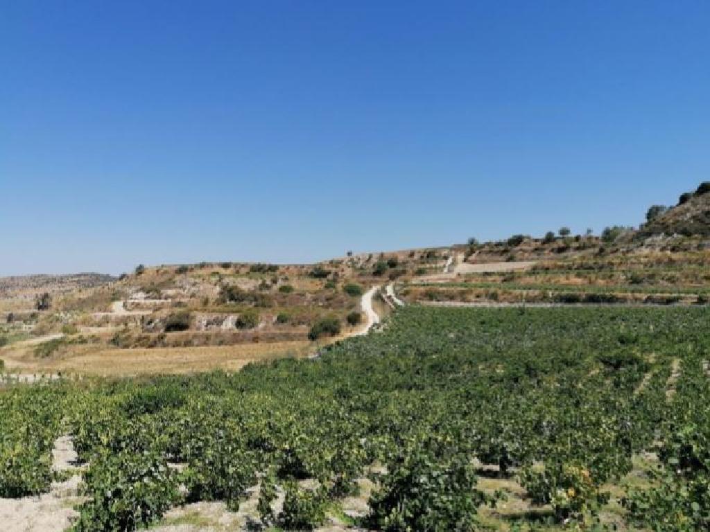 Field-Pachna-PR36905