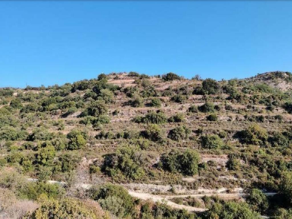 Field-Agios Therapon-PR41990