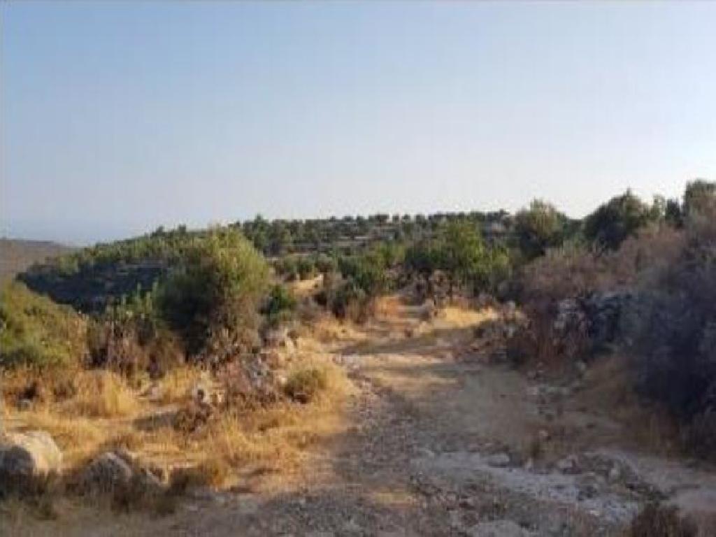 Field-Pachna-PR12027