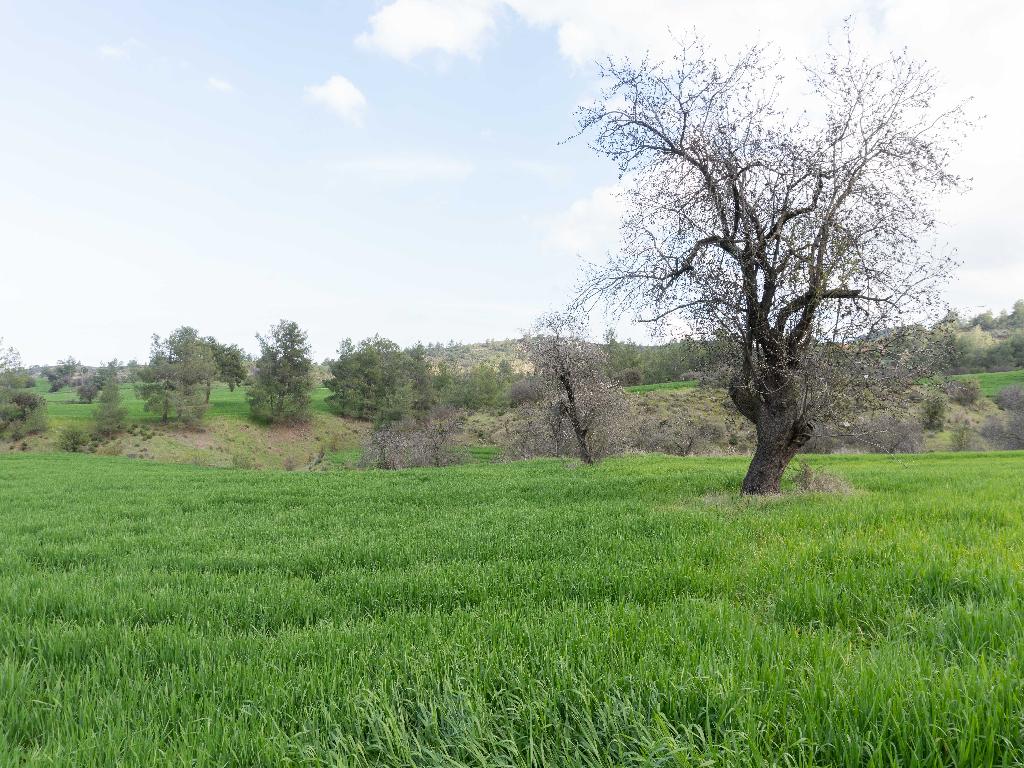 Field-Klirou-PR37828