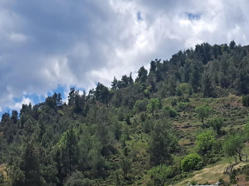 Field-Agios Epifanios (Oreinis)-PR39798