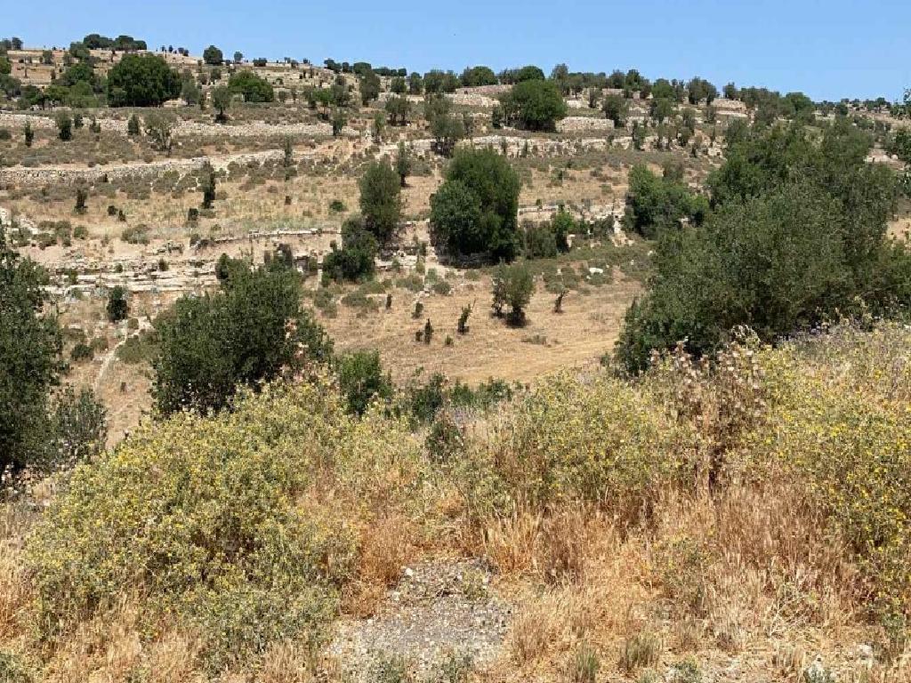 Field-Malia-PR40975