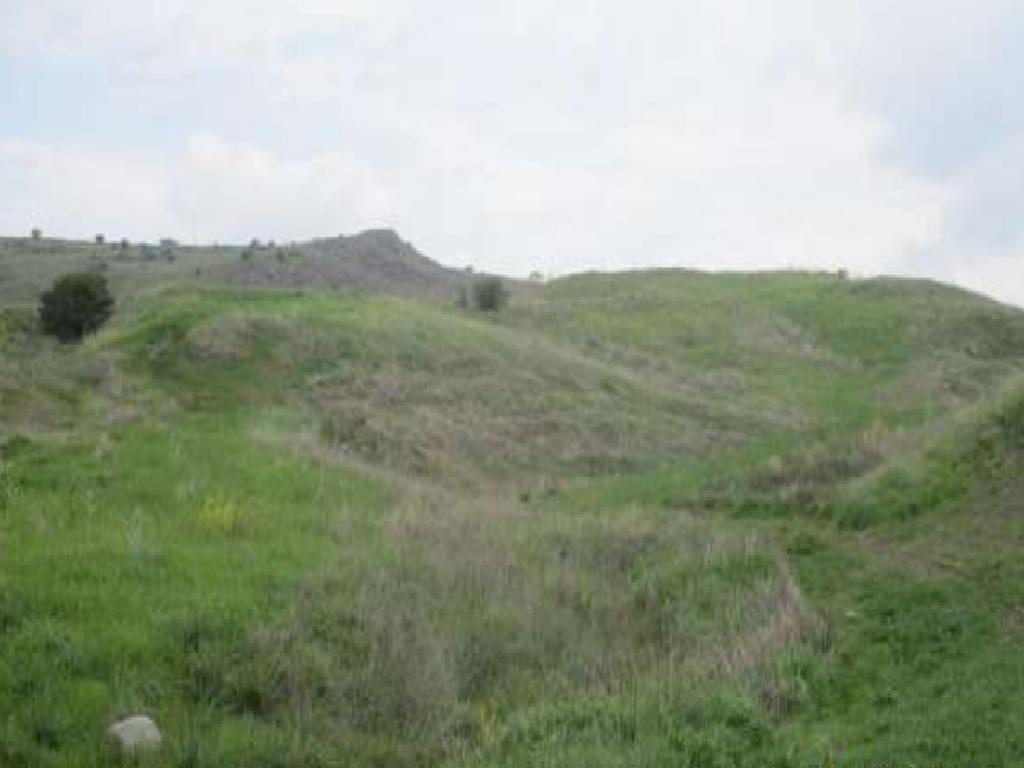 Field-Choletria-PR36215