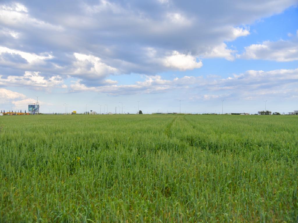 Field (Share) - Dromolaxia, Larnaca