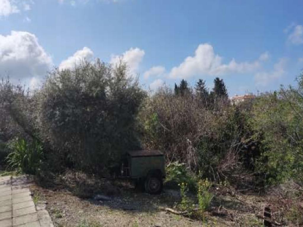 Field - Konia, Paphos