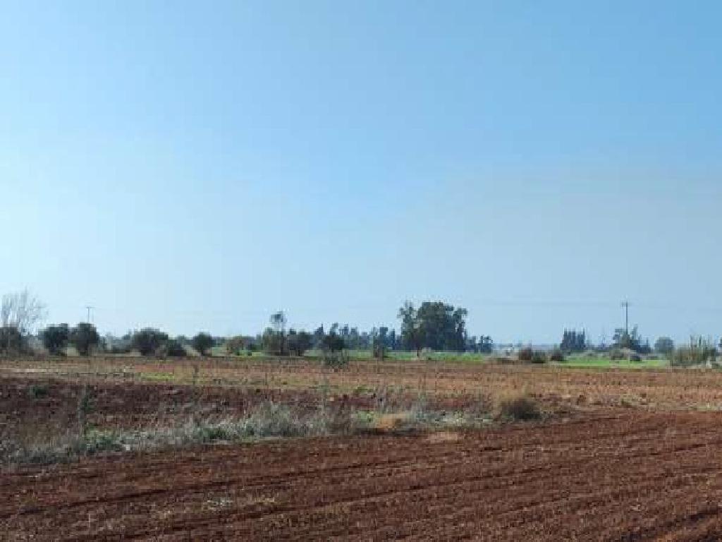 Field - Avgorou, Famagusta