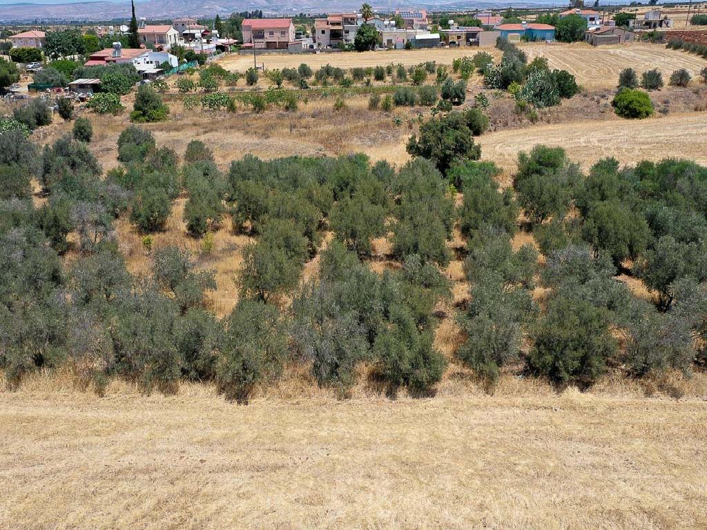 Field - Astromeritis, Nicosia