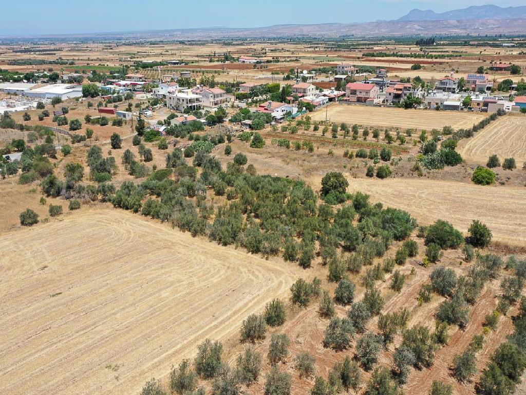 Field - Astromeritis, Nicosia