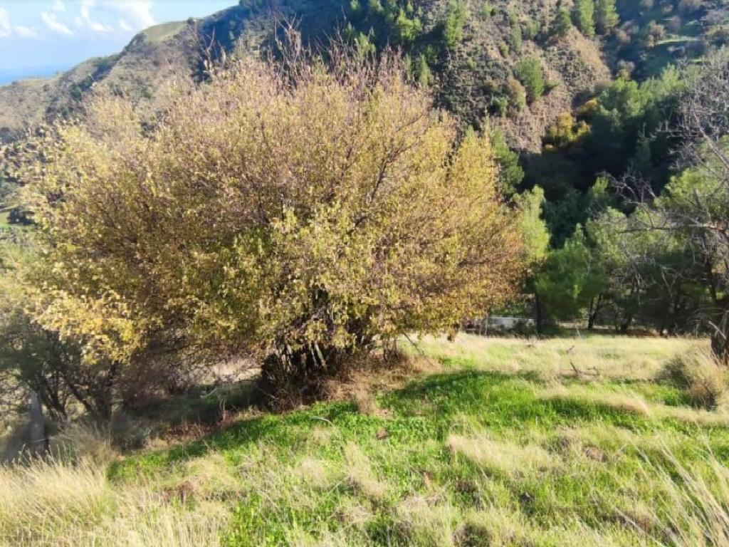 Field-Pachyammos-PR39688