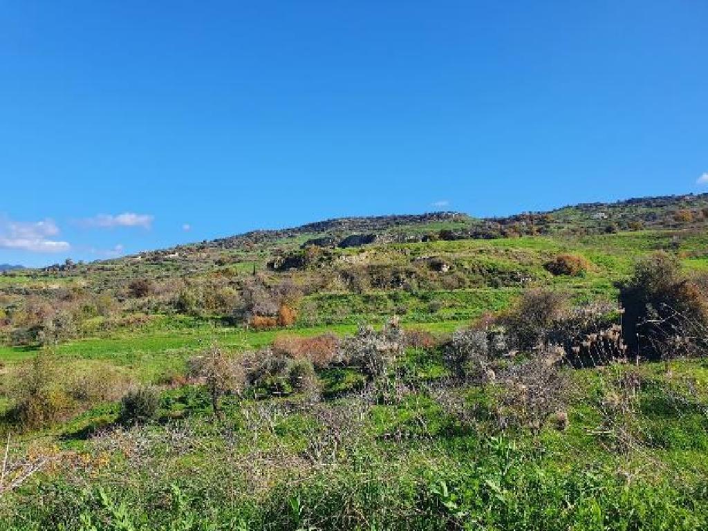 Field (Share) - Lasa, Paphos