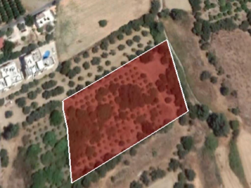 Field - Polis Chrysochous, Paphos
