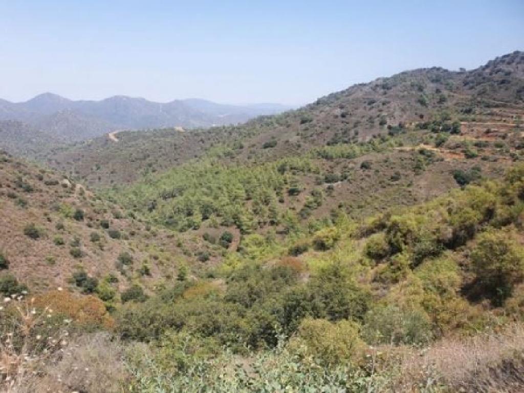 Field-Agioi Vavatsinias-PR33545
