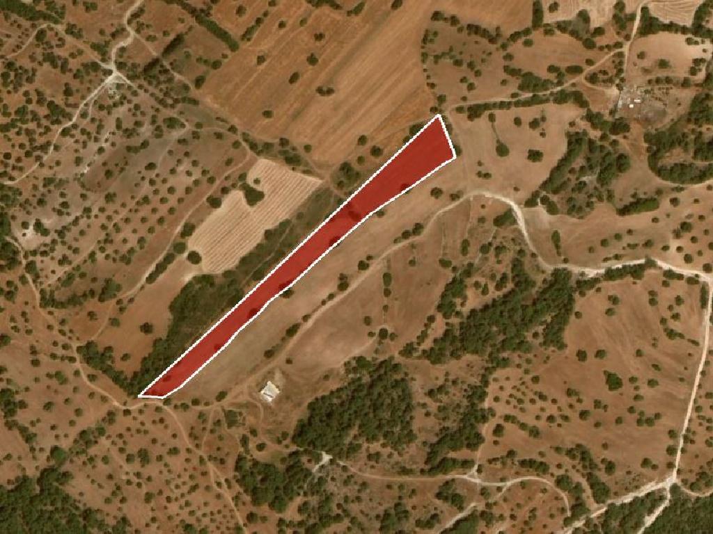 Field-New Chorio-PR33969