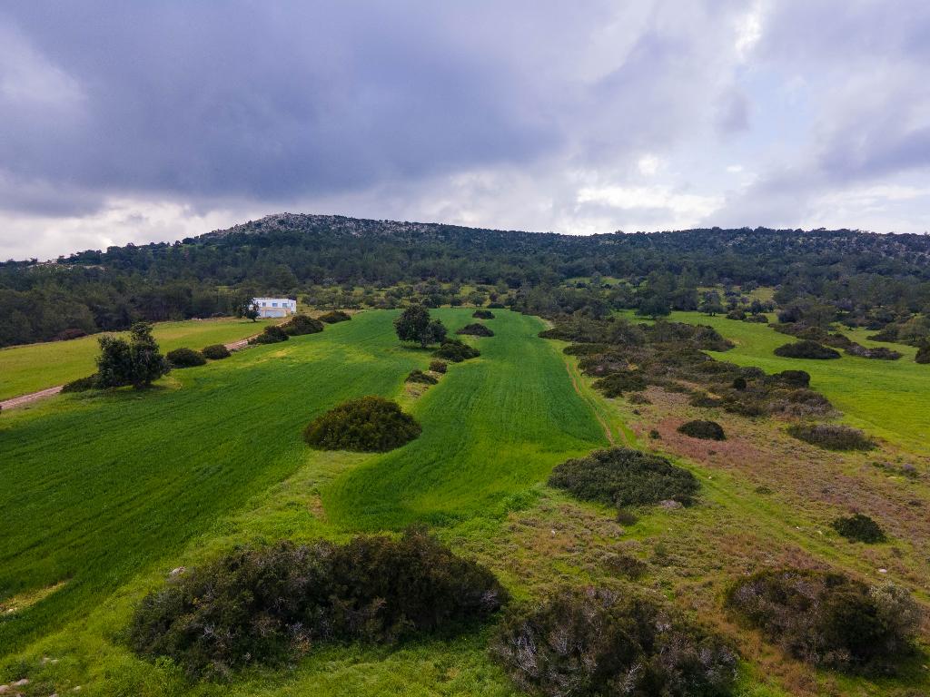 Field (Share) - Neo Chorio, Paphos