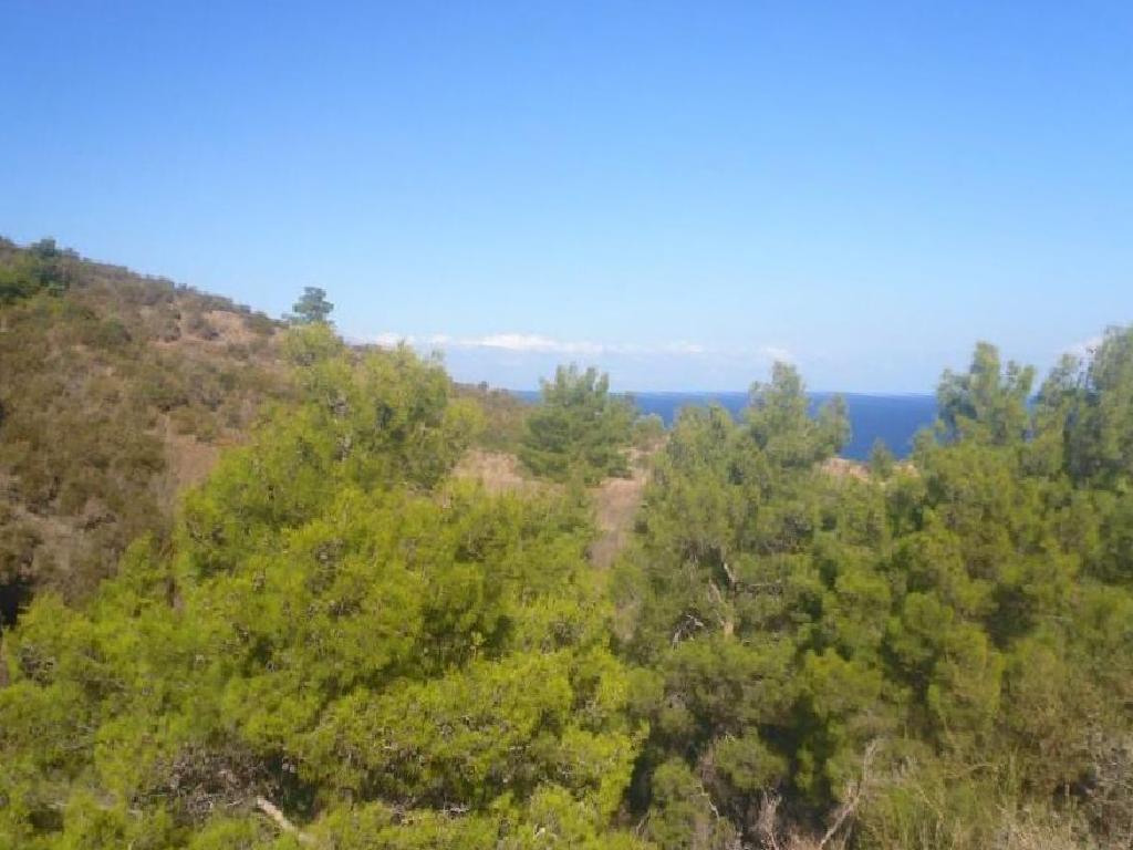 Field-Pigenia-PR13469