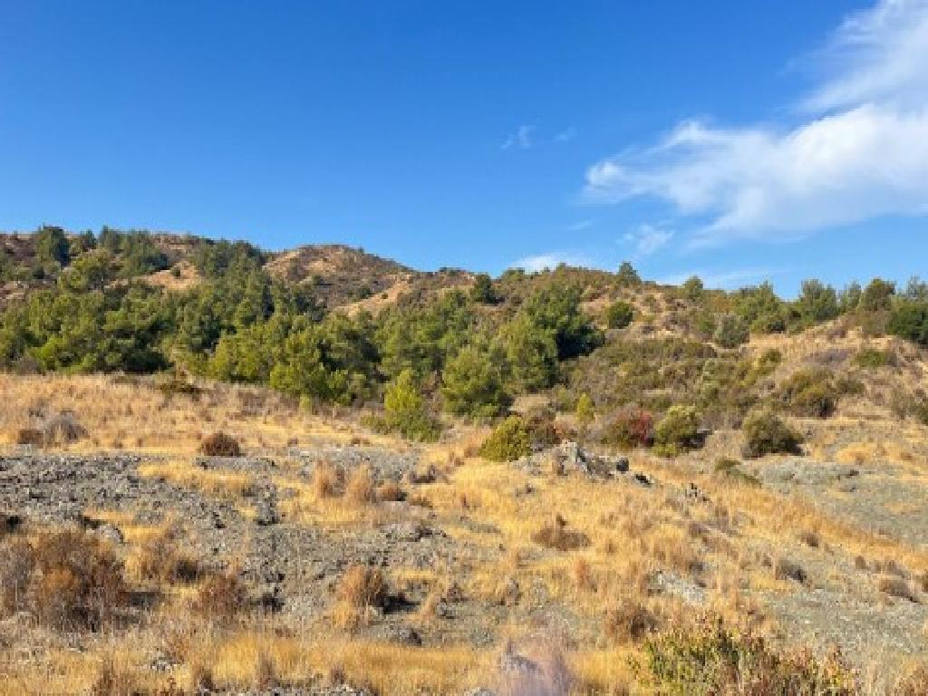 Field - Pigenia, Nicosia