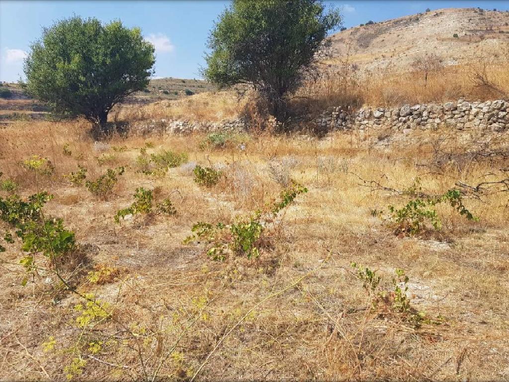 Field-Pachna-PR34010