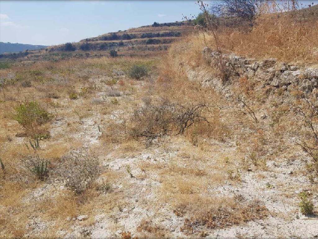 Field-Pachna-PR34010