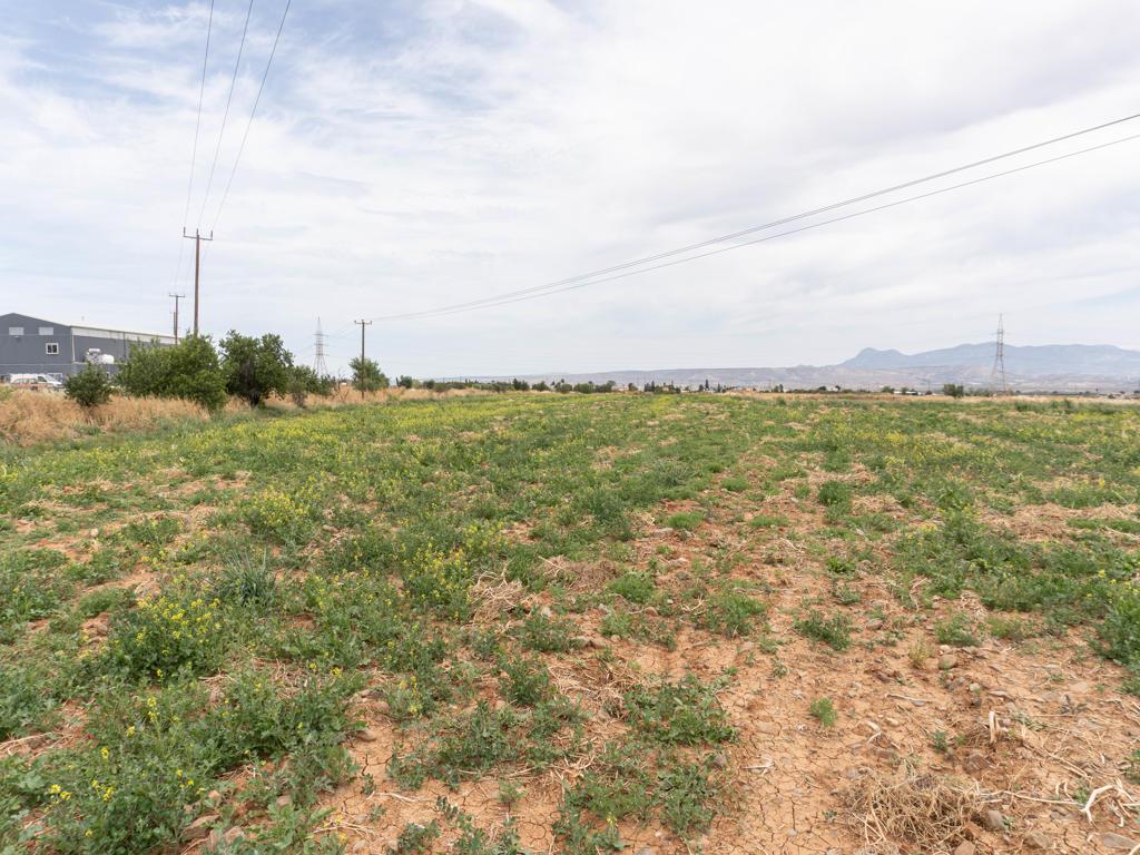 Field-Peristerona-PR39687