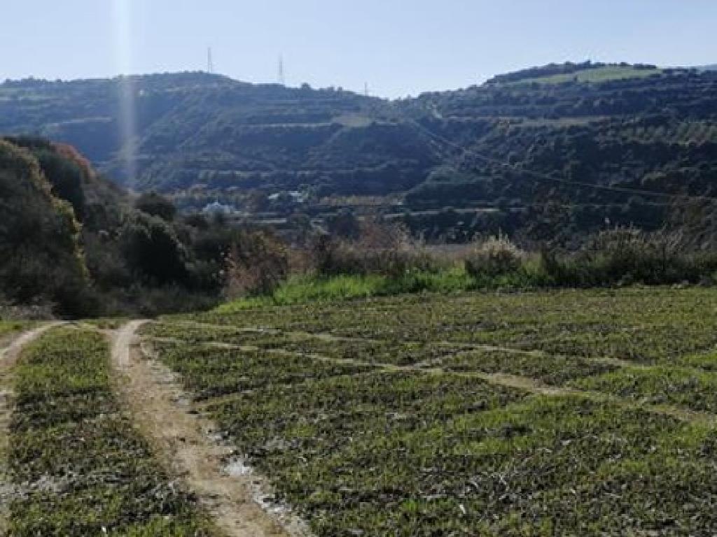 Field - Goudi, Paphos