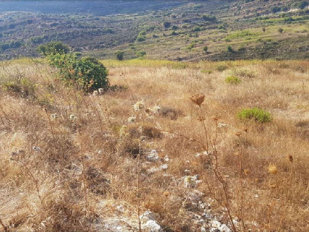 Field-Pachna-PR34012