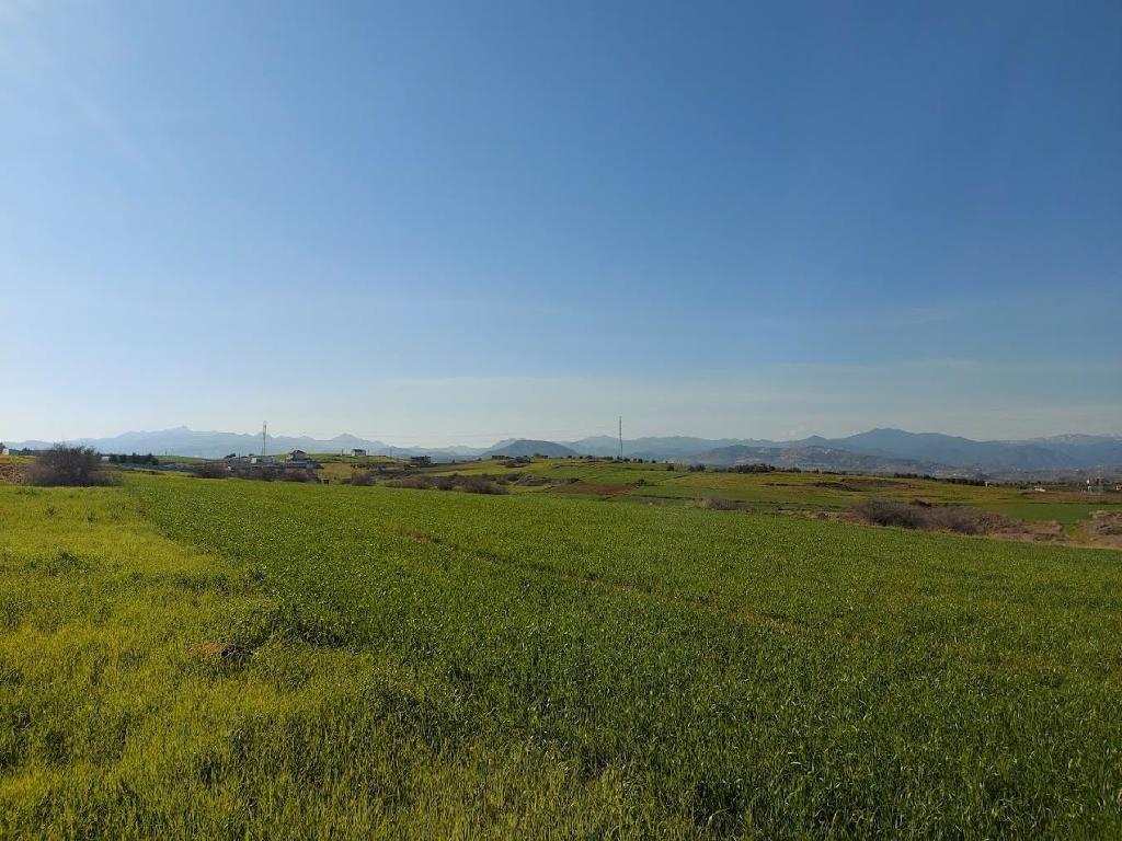 Field (Share) - Paleometocho, Nicosia