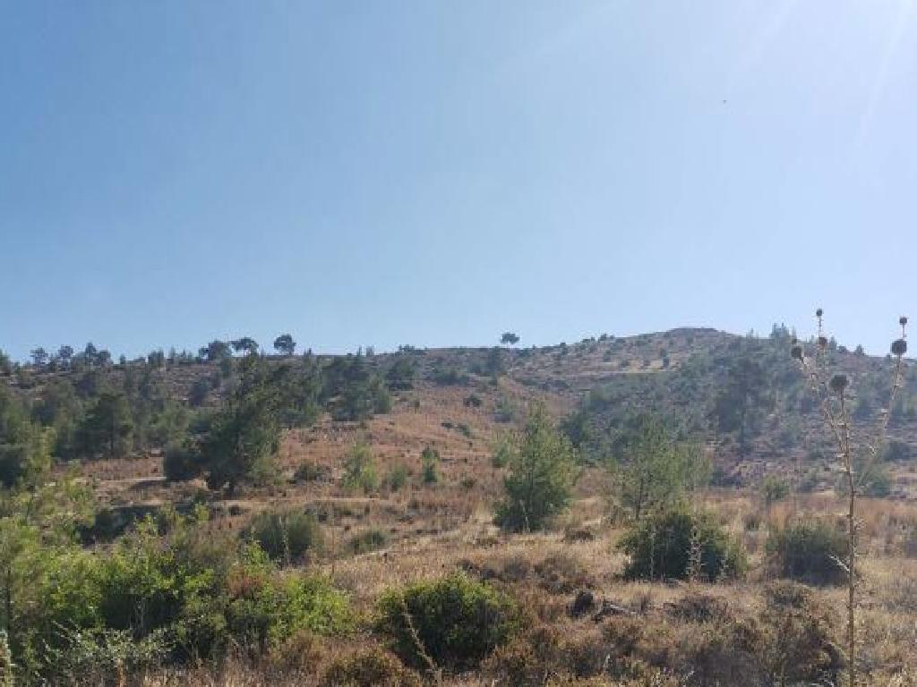 Field - Kapedes, Nicosia