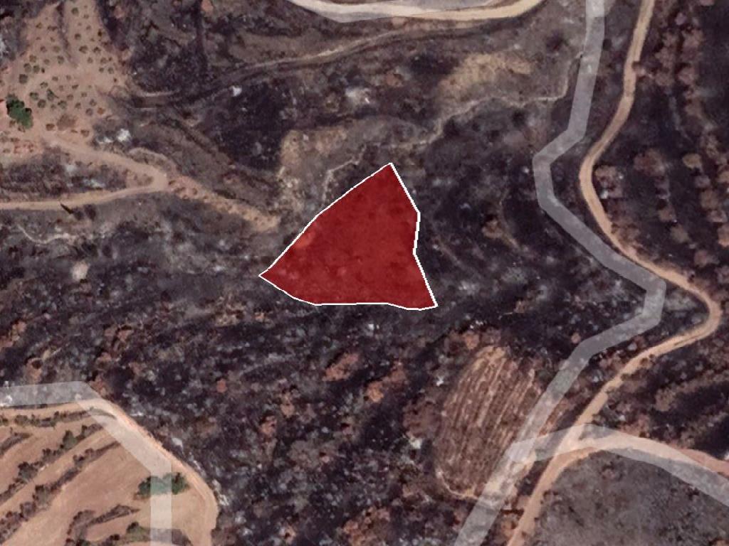Field-Pentalia-PR34646