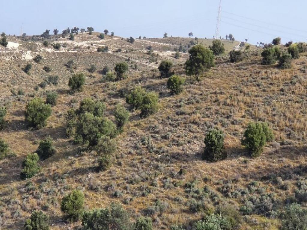 Field-Agia Anna-PR36834