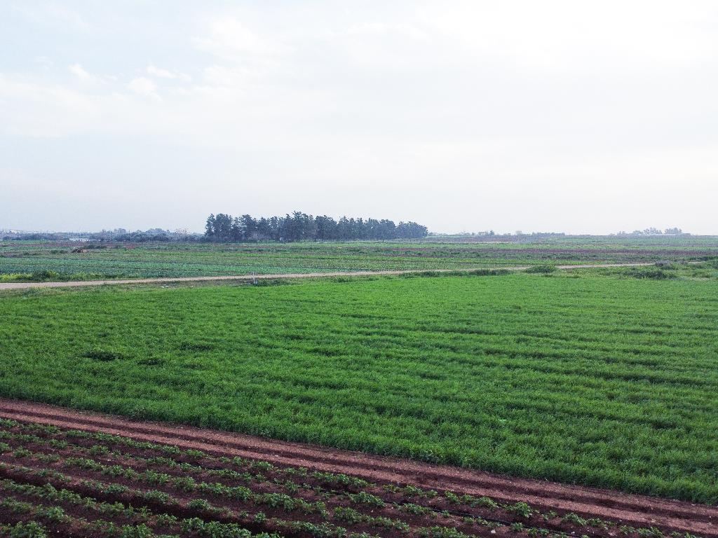 Field - Ormideia, Larnaca