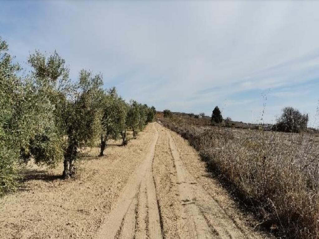 Field-Akoursos-PR37353
