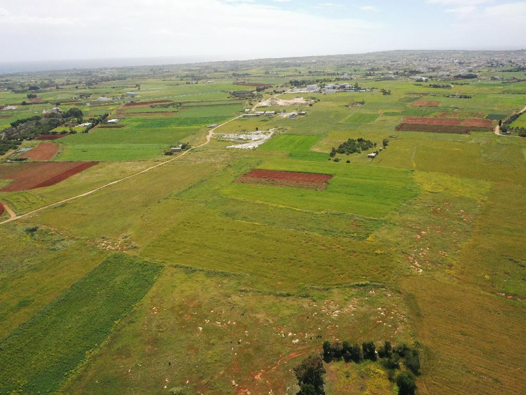 Field-Xylofagou-PR37392